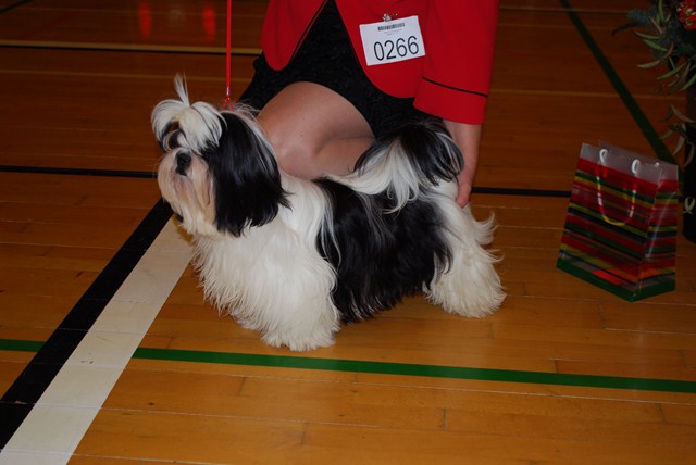 Shih Tzu Danmark